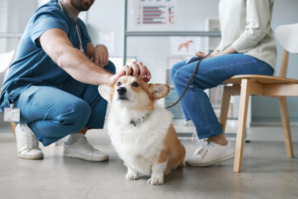 Corgi dog sits on the floor of a veterinary clinic. The vet pets the corgi’s head as they talk to the owner of the dog.