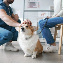 Corgi dog sits on the floor of a veterinary clinic. The vet pets the corgi’s head as they talk to the owner of the dog.